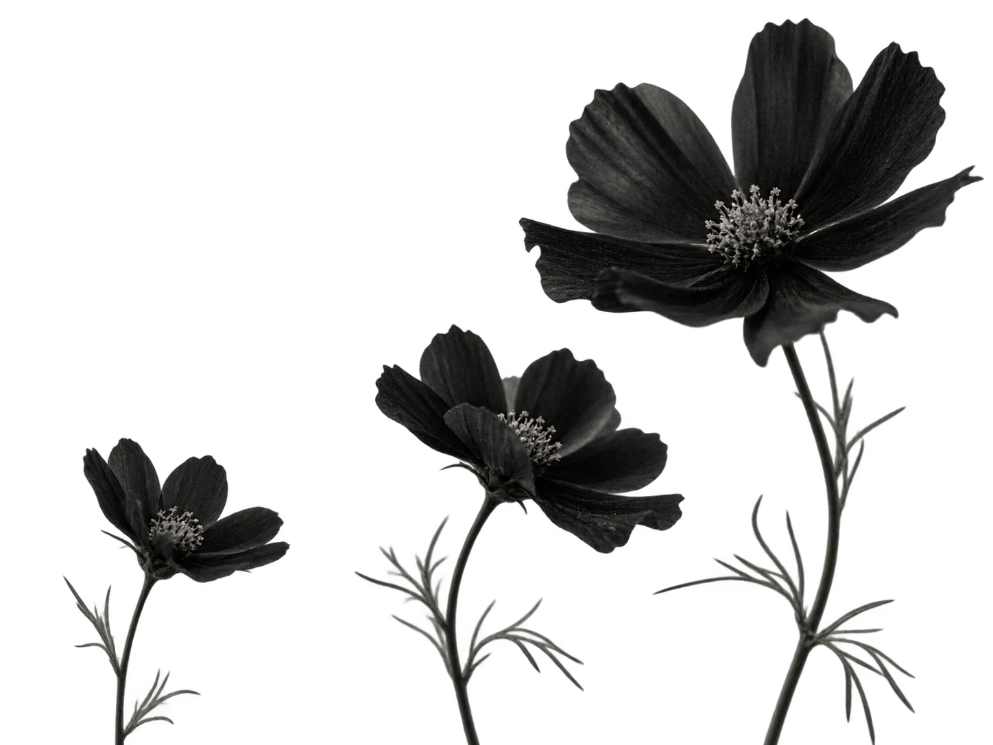 A monochrome photographic study of delicate flowers